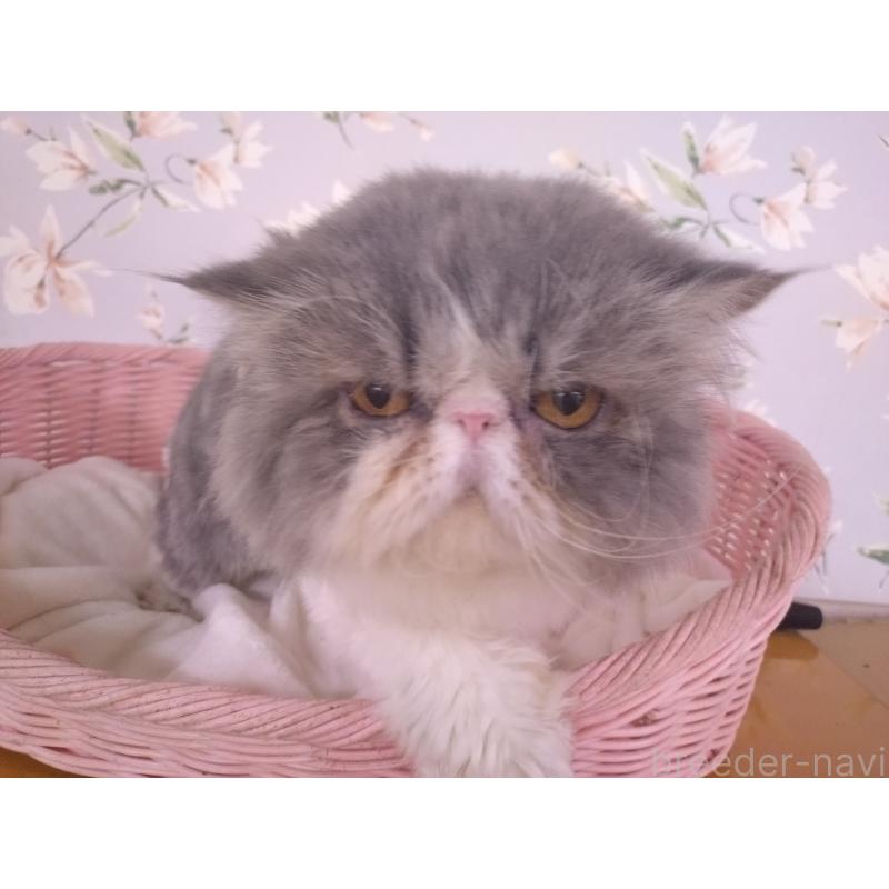 販売中の大阪府のエキゾチックロングヘア-130218の16枚目