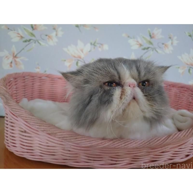 販売中の大阪府のエキゾチックロングヘア-130218の14枚目