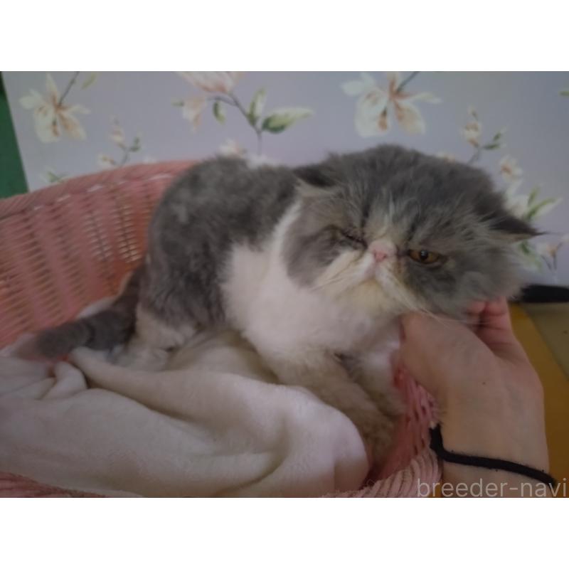 販売中の大阪府のエキゾチックロングヘア-130218の11枚目