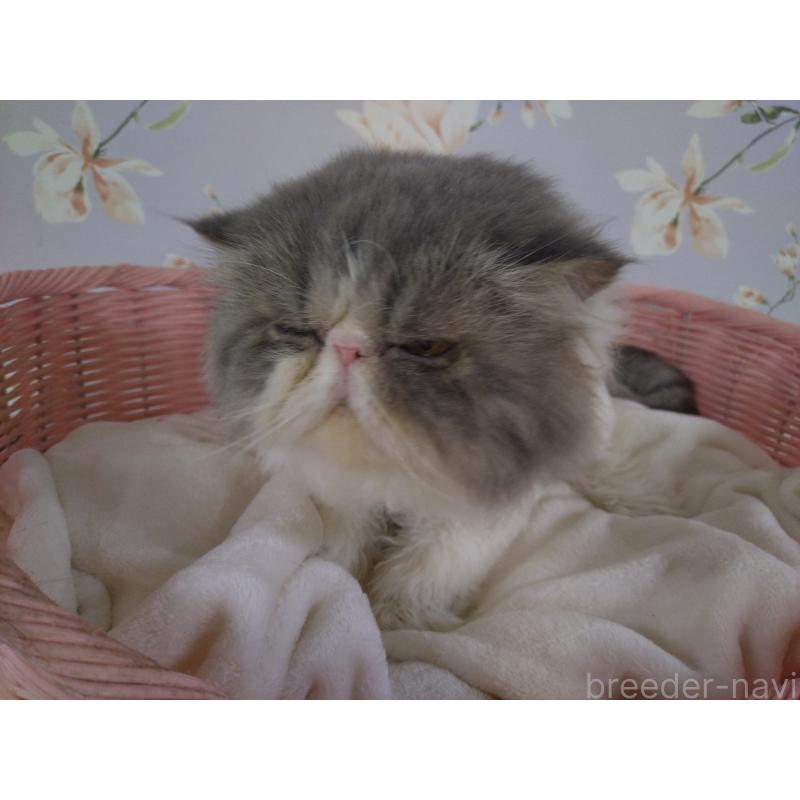 販売中の大阪府のエキゾチックロングヘア-130218の10枚目