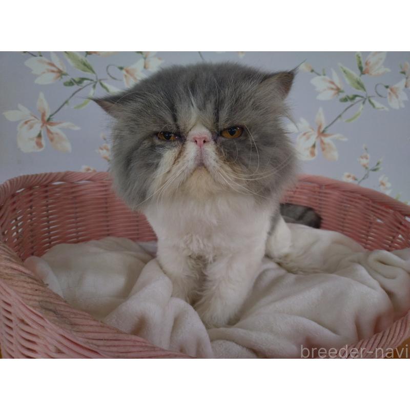 販売中の大阪府のエキゾチックロングヘア-130218の9枚目