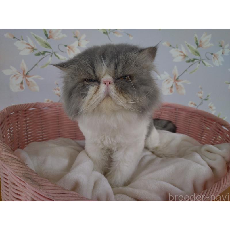 販売中の大阪府のエキゾチックロングヘア-130218の8枚目