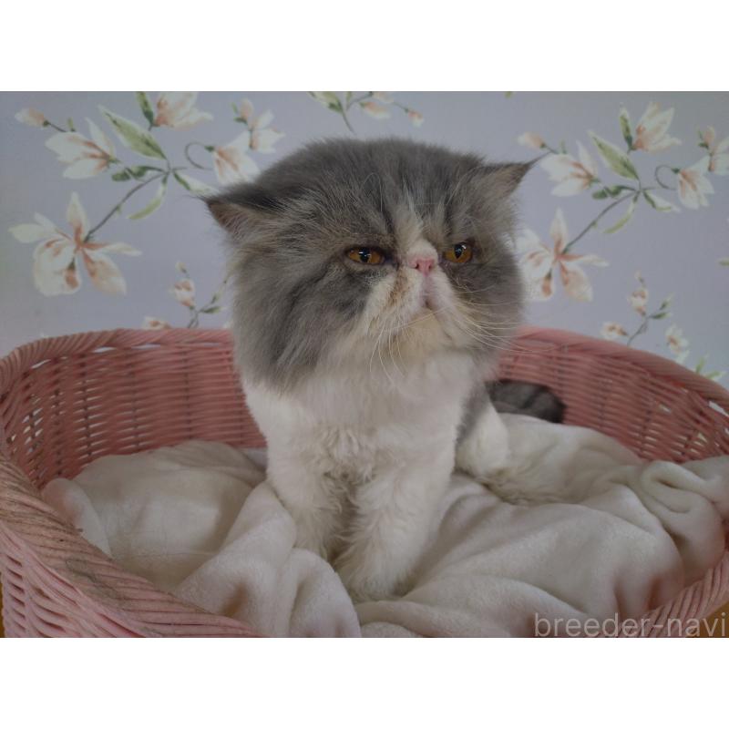 販売中の大阪府のエキゾチックロングヘア-130218の7枚目