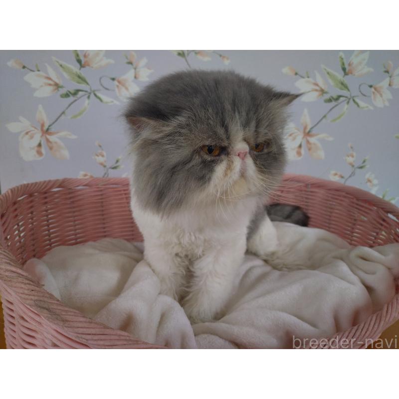 販売中の大阪府のエキゾチックロングヘア-130218の6枚目