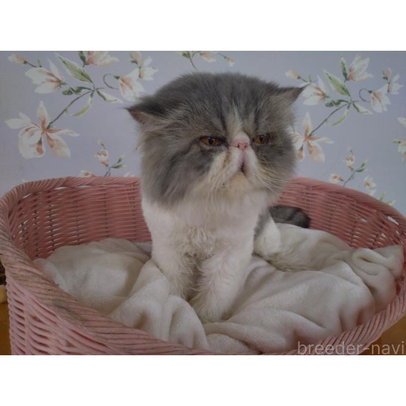 販売中の大阪府のエキゾチックロングヘア-130218の5枚目