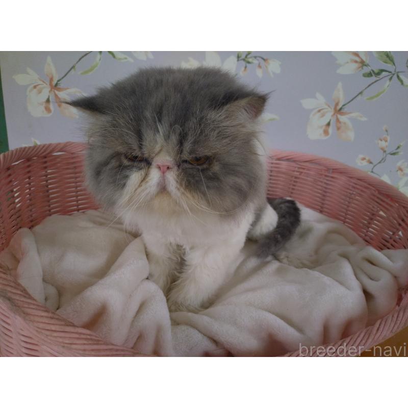 販売中の大阪府のエキゾチックロングヘア-130218の4枚目