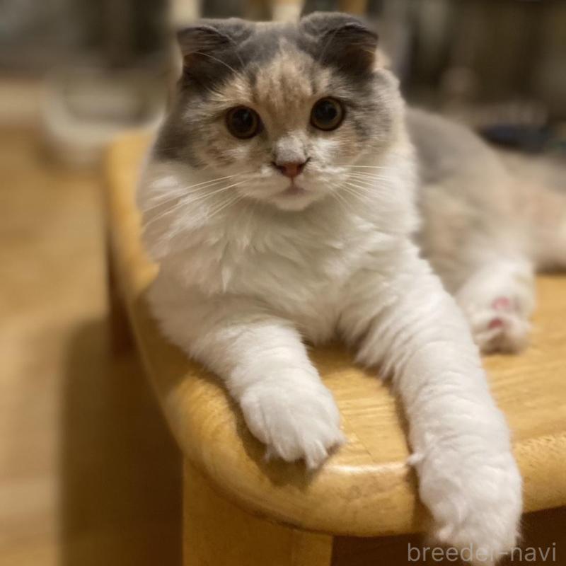 販売中の愛知県のスコティッシュフォールド(折れ耳)-130217