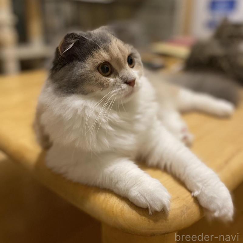 販売中の愛知県のスコティッシュフォールド(折れ耳)-130217の4枚目
