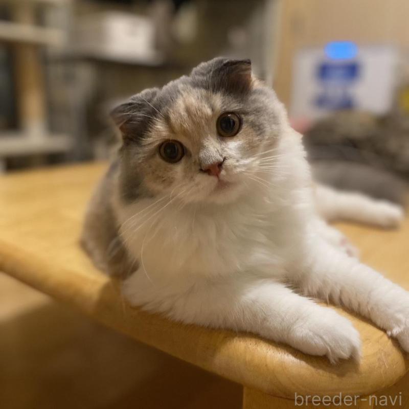 販売中の愛知県のスコティッシュフォールド(折れ耳)-130217の3枚目