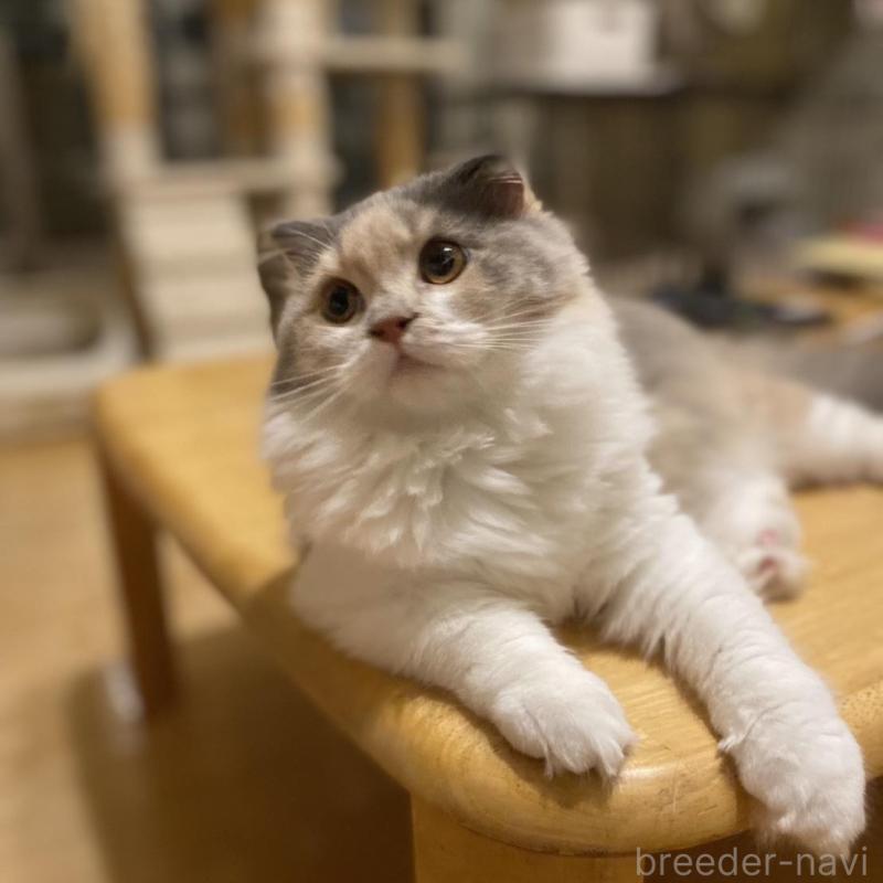 販売中の愛知県のスコティッシュフォールド(折れ耳)-130217の2枚目