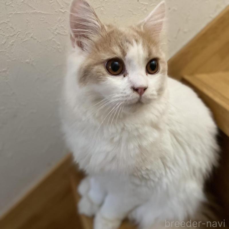 販売中の愛知県のブリティッシュロングヘア-112486の11枚目