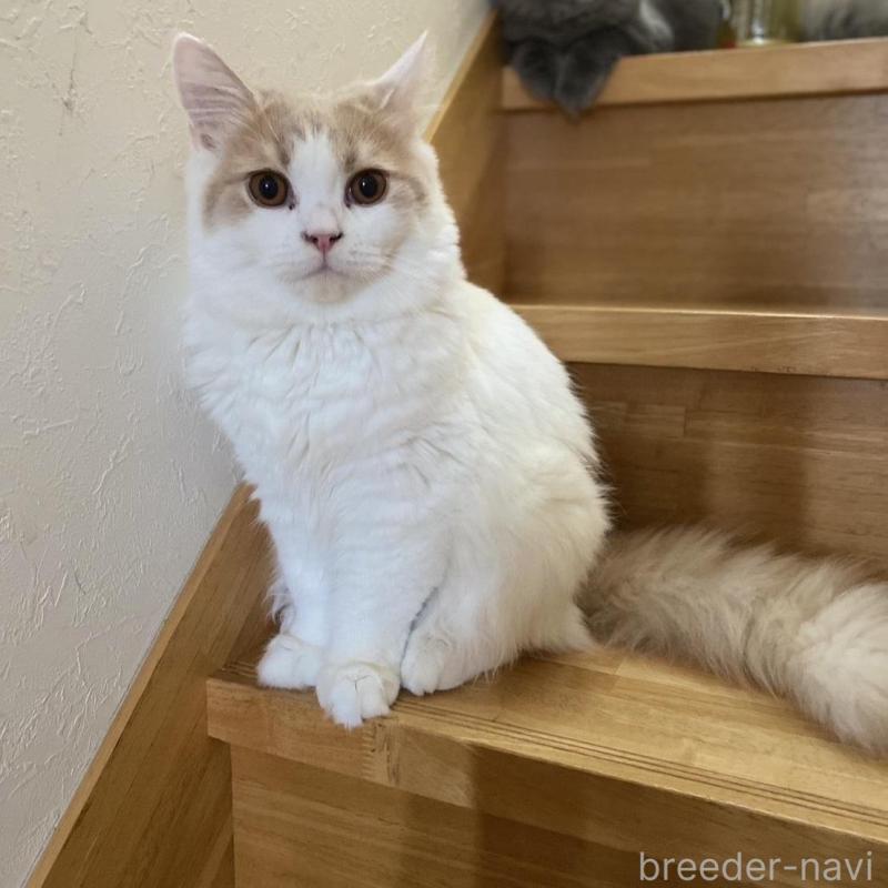 販売中の愛知県のブリティッシュロングヘア-112486の10枚目