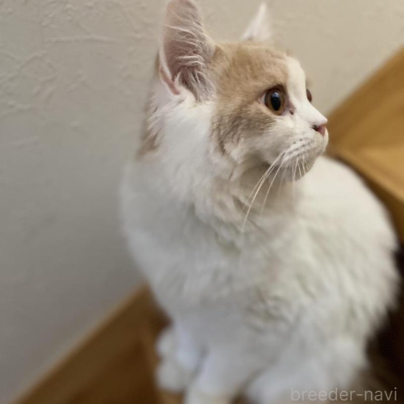 販売中の愛知県のブリティッシュロングヘア-112486の9枚目