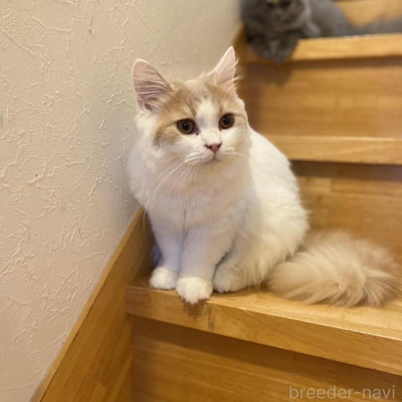 販売中の愛知県のブリティッシュロングヘア-112486の8枚目