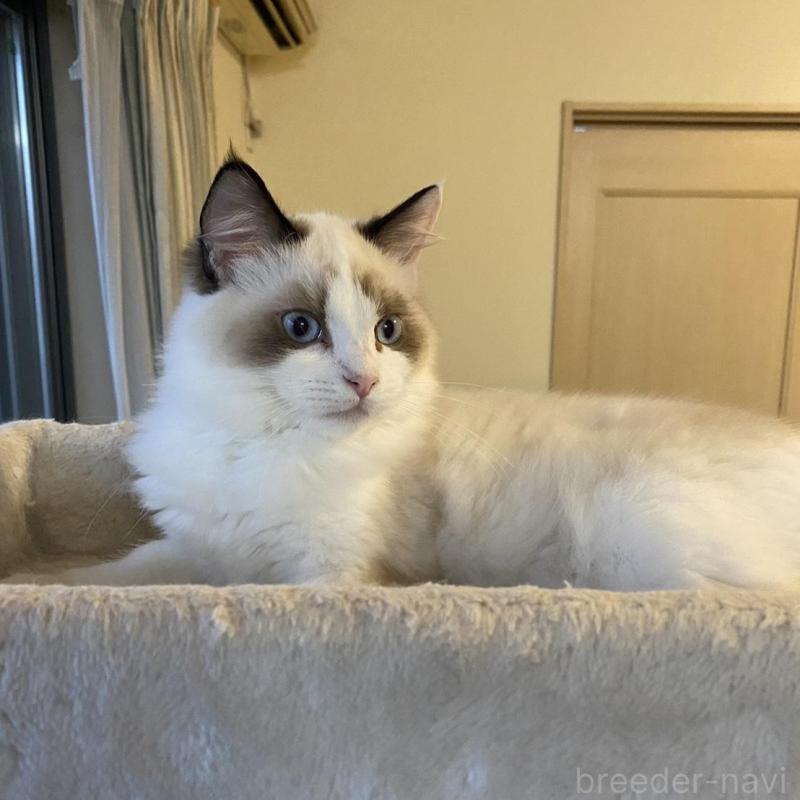 販売中の愛知県のラグドール-130219