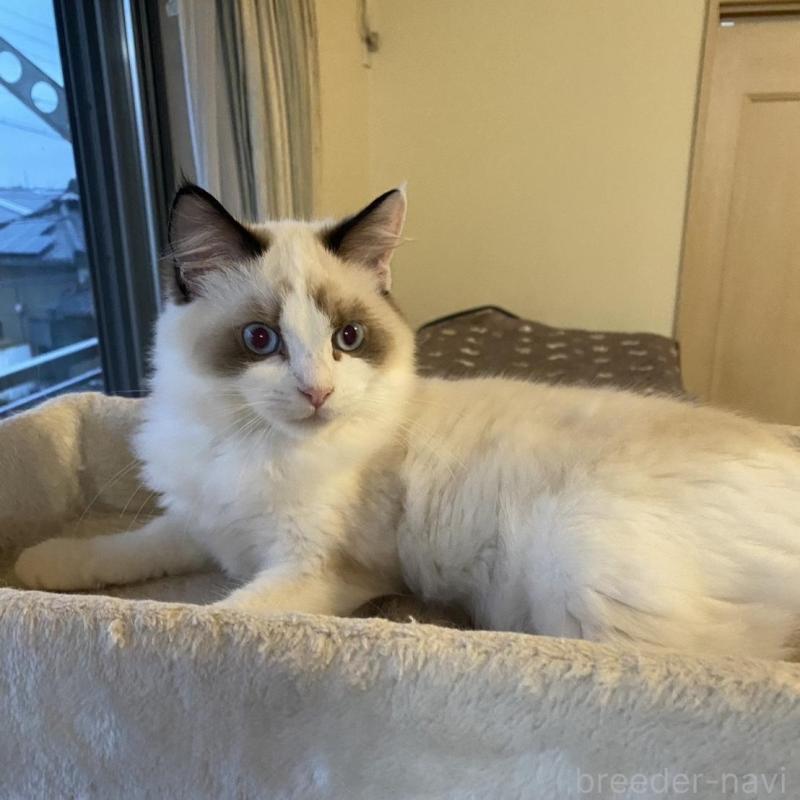販売中の愛知県のラグドール-130219の4枚目