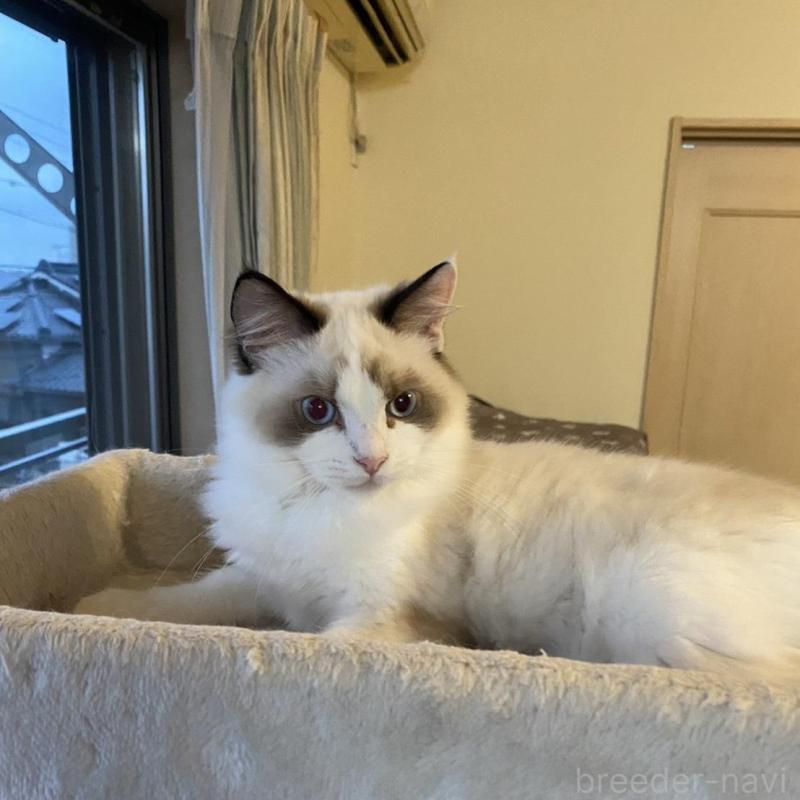 販売中の愛知県のラグドール-130219の3枚目