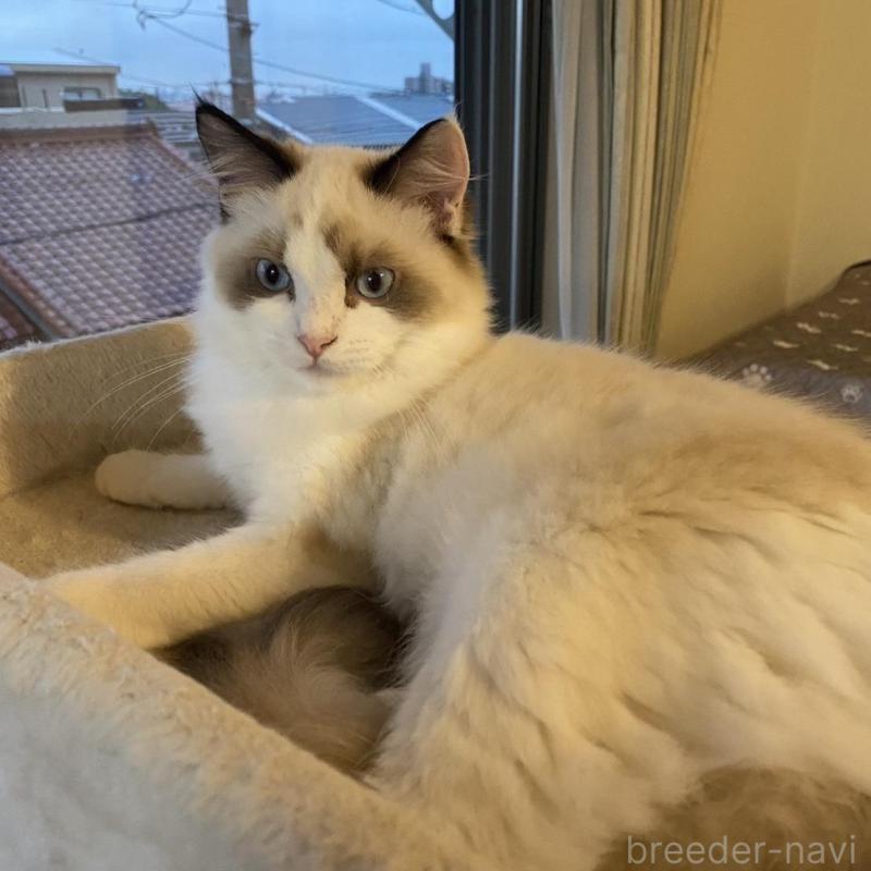 販売中の愛知県のラグドール-130219の2枚目
