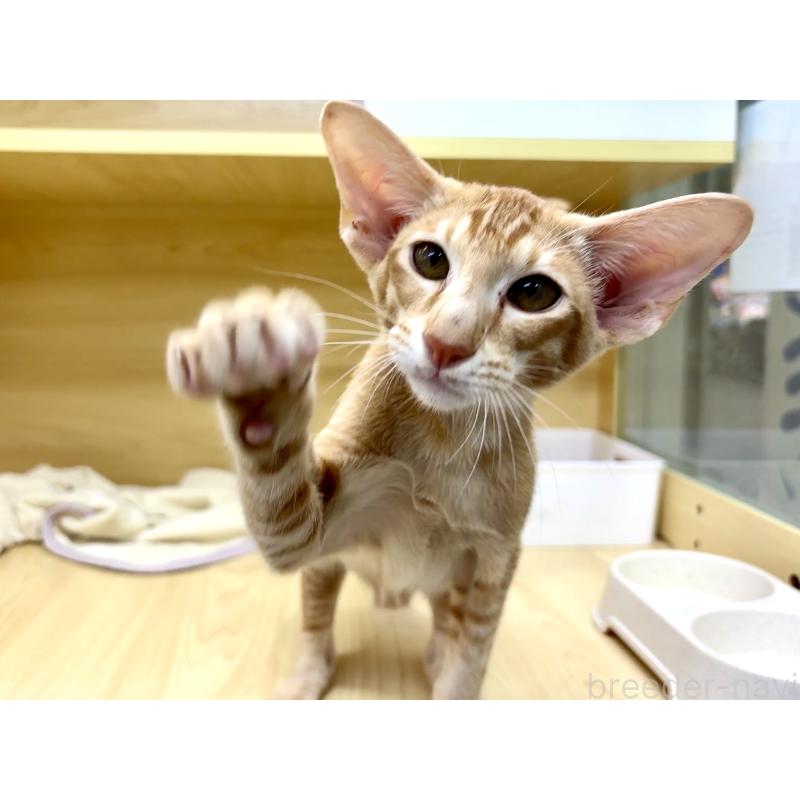 販売中の東京都のオリエンタルショートヘア-121432