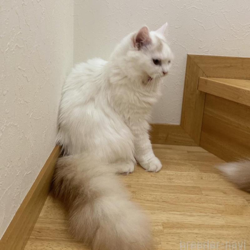 販売中の愛知県のブリティッシュロングヘア-112485の11枚目