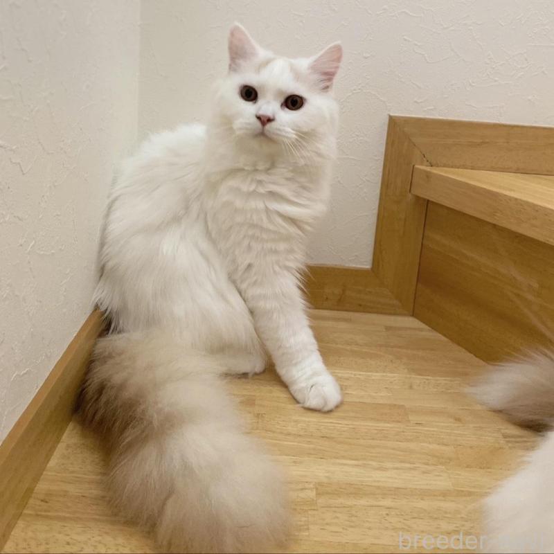 販売中の愛知県のブリティッシュロングヘア-112485の10枚目