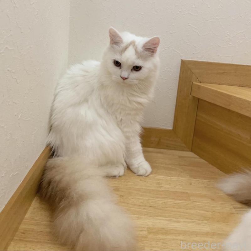 販売中の愛知県のブリティッシュロングヘア-112485の9枚目