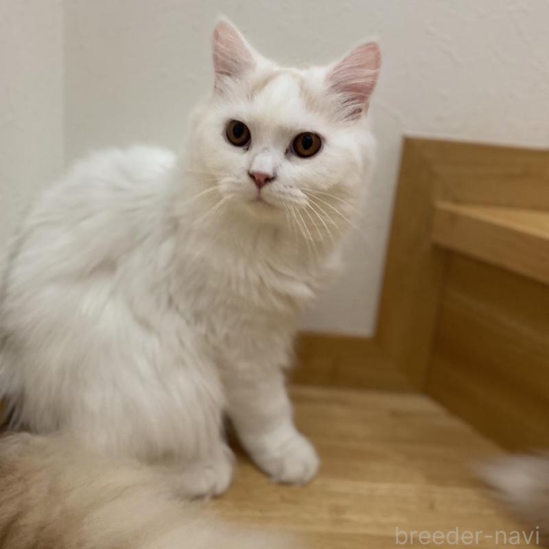 販売中の愛知県のブリティッシュロングヘア-112485の8枚目