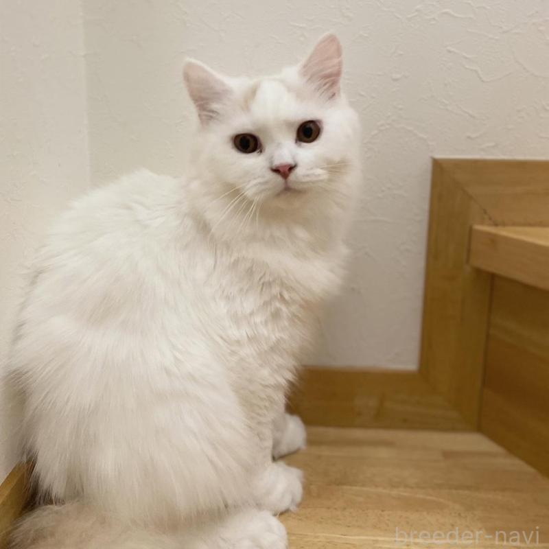 販売中の愛知県のブリティッシュロングヘア-112485の1枚目