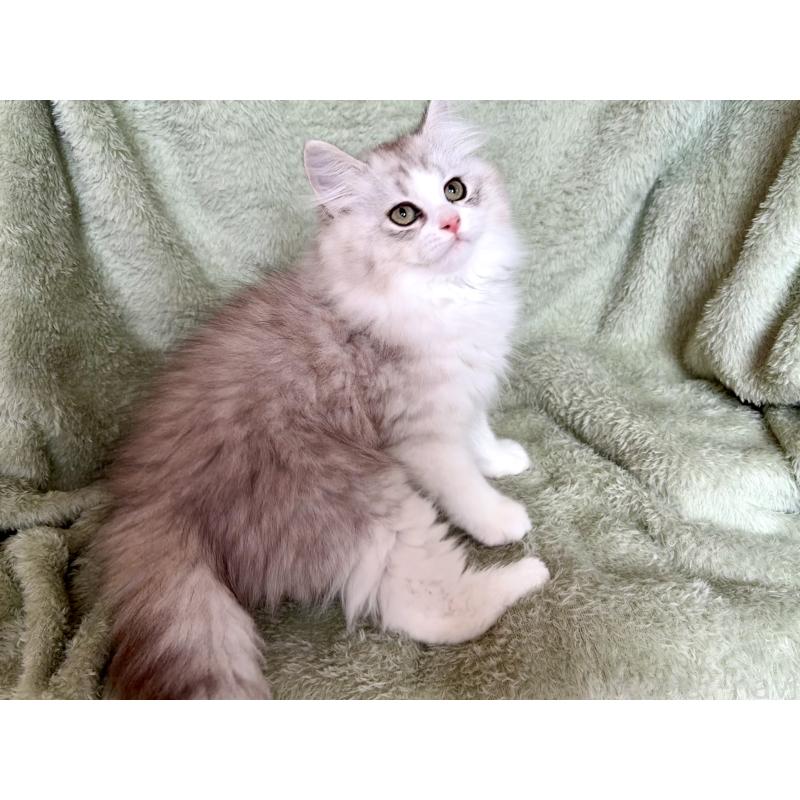 販売中の東京都のサイベリアン-124005