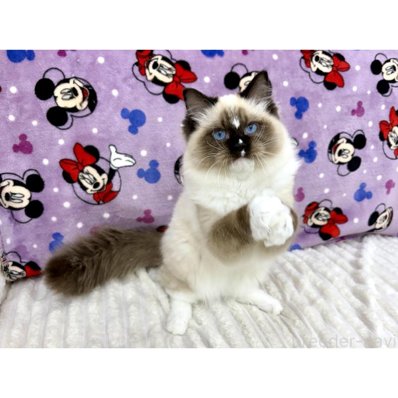 成約済の東京都のラグドール-121234の2枚目