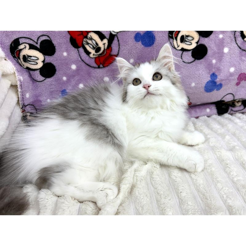 販売中の東京都のサイベリアン-124006