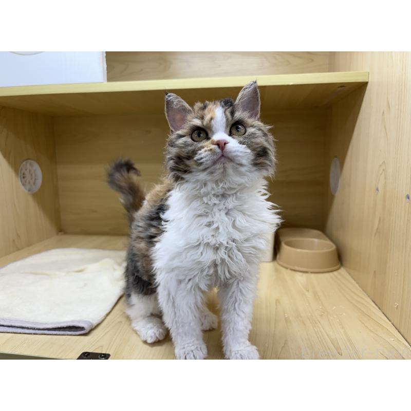 販売中の東京都のセルカークレックス-120710の2枚目