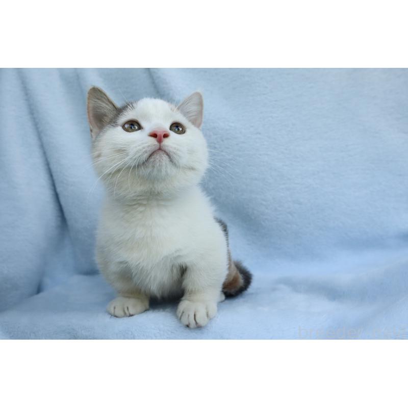 販売中の東京都のマンチカン(短足)-125942