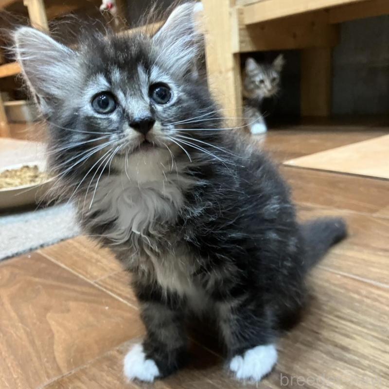 販売中の神奈川県のサイベリアン-130220の10枚目