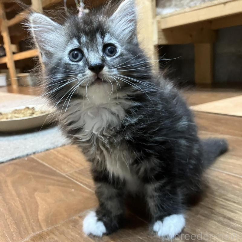 販売中の神奈川県のサイベリアン-130220の9枚目