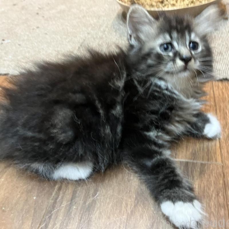 販売中の神奈川県のサイベリアン-130220の8枚目