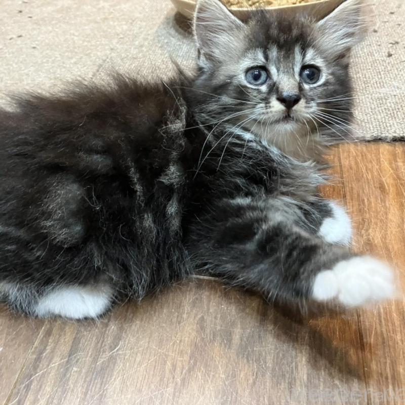 販売中の神奈川県のサイベリアン-130220の7枚目