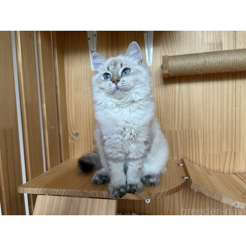 販売中の東京都のブリティッシュショートヘア-127517