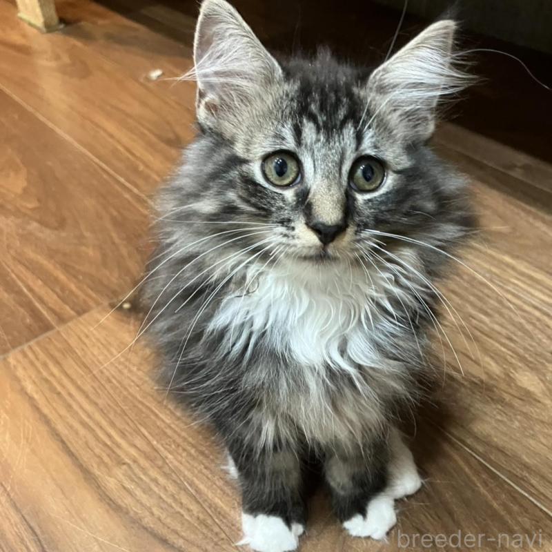 販売中の神奈川県のサイベリアン-130220の6枚目