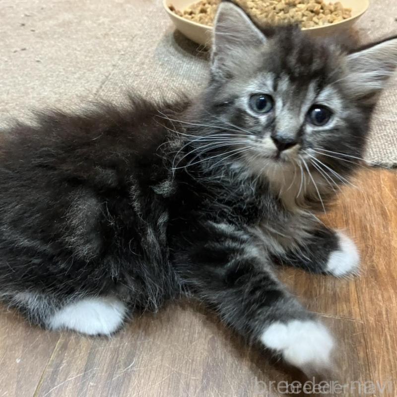 販売中の神奈川県のサイベリアン-130220の5枚目