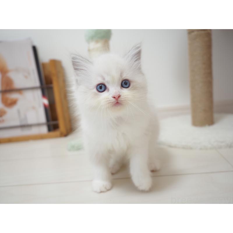 商談中の埼玉県のラグドール-129208の16枚目