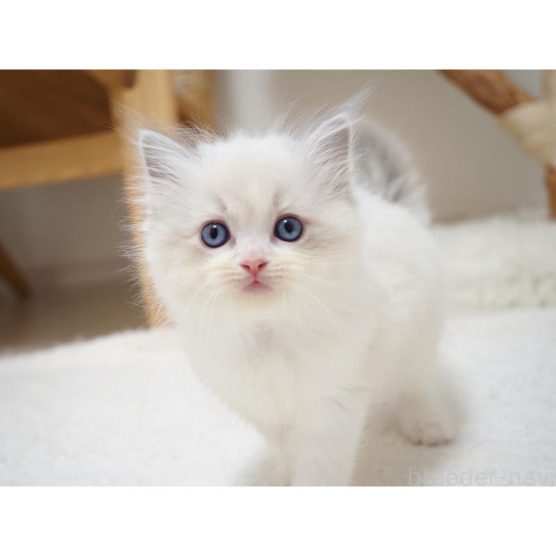 商談中の埼玉県のラグドール-129208の15枚目