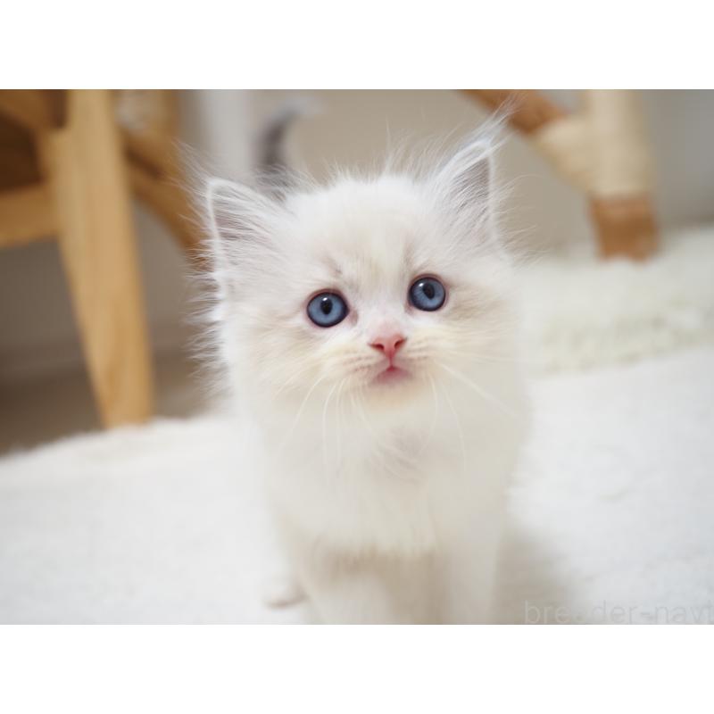 商談中の埼玉県のラグドール-129208の14枚目