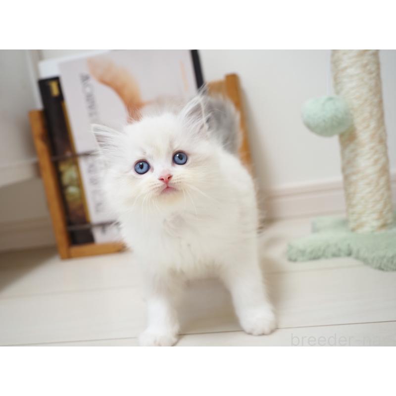 商談中の埼玉県のラグドール-129208の13枚目