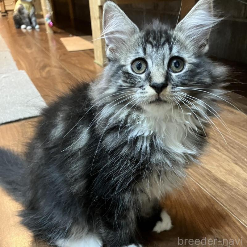 販売中の神奈川県のサイベリアン-130220の4枚目