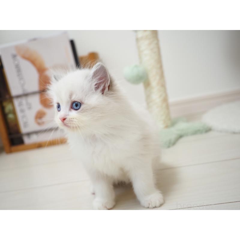 商談中の埼玉県のラグドール-129208の12枚目