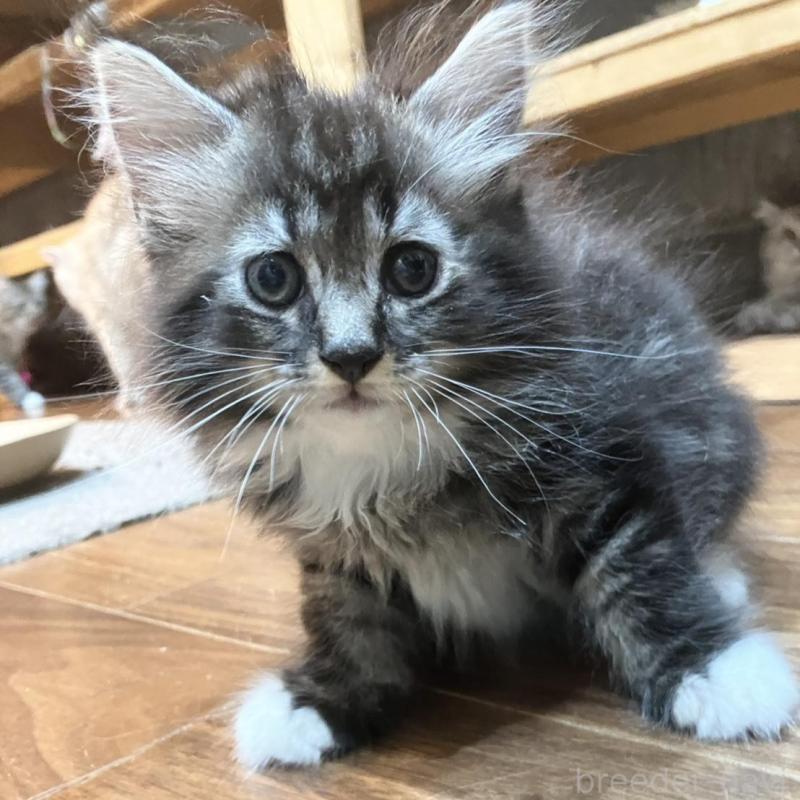 販売中の神奈川県のサイベリアン-130220の3枚目