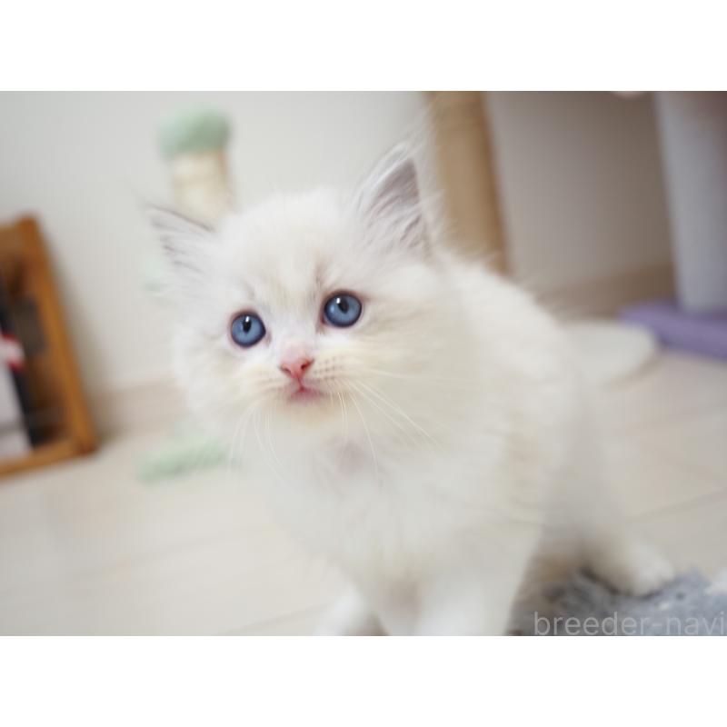 商談中の埼玉県のラグドール-129208の11枚目