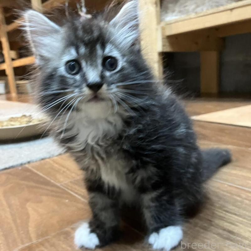 販売中の神奈川県のサイベリアン-130220の2枚目