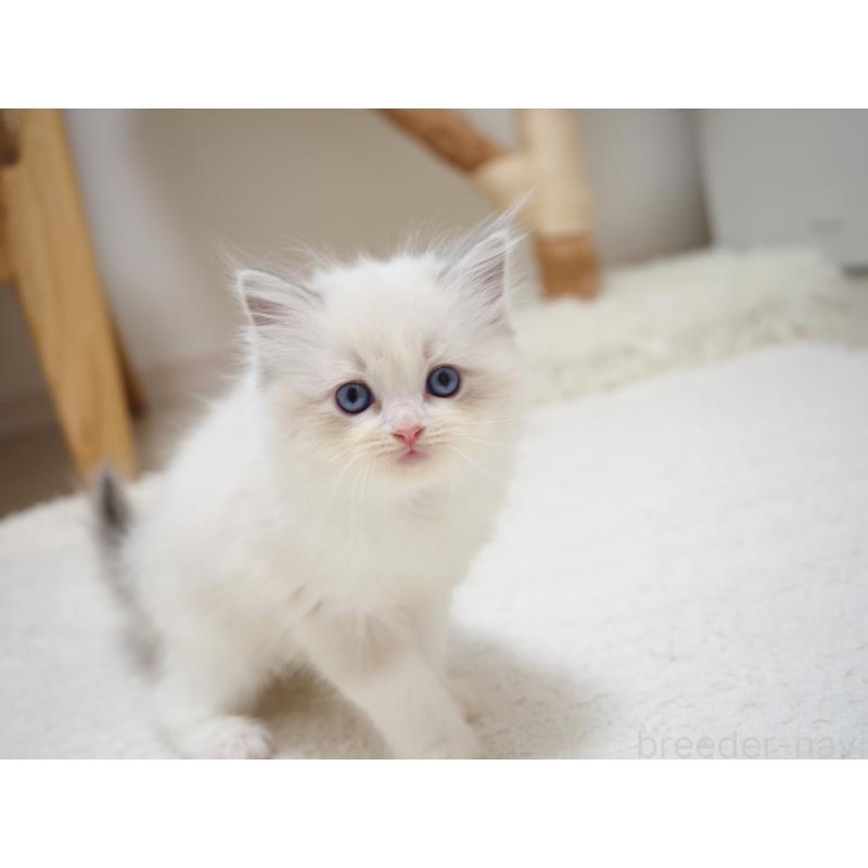 商談中の埼玉県のラグドール-129208の10枚目